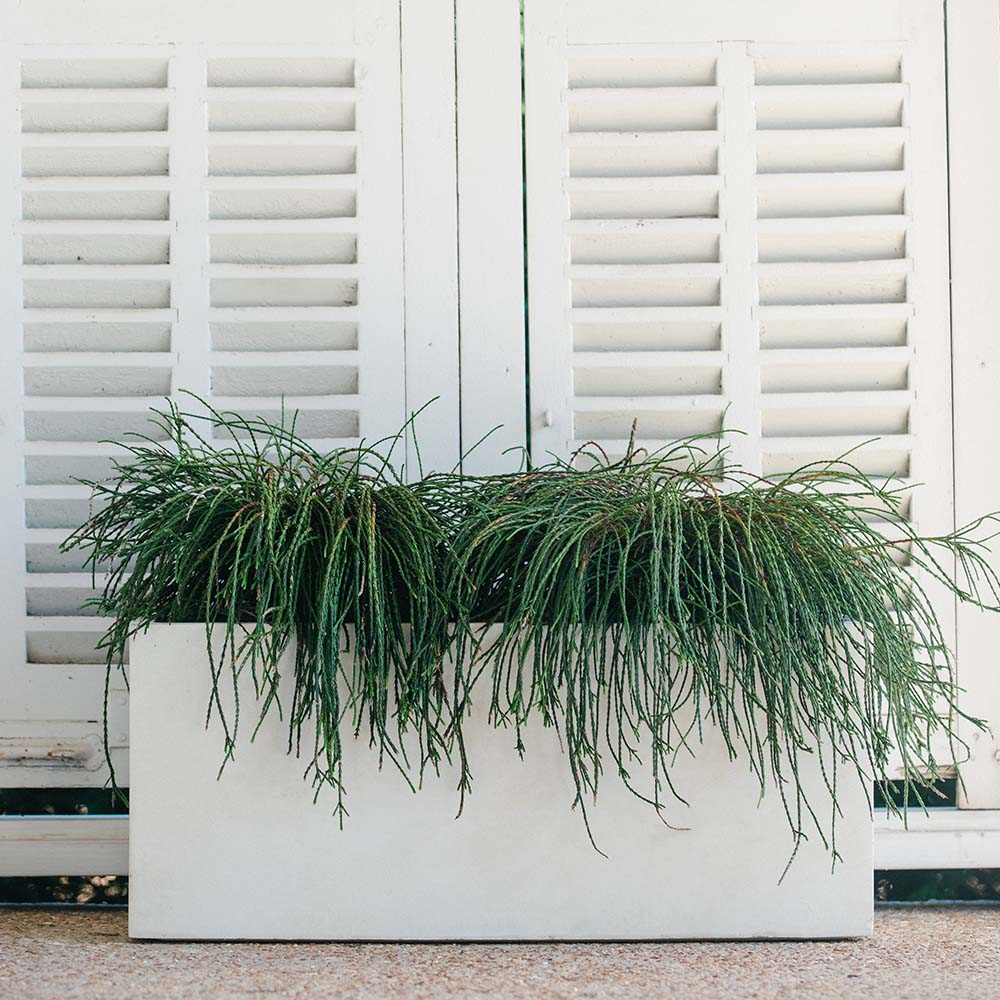 short pots for plants Scratch and Dent, Short Box Planter